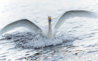 Картинка лебедь, вода, крылья, брызги