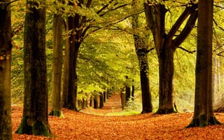 Картинка природа, листва, осень, деревья, аллея, стволы