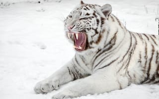 Картинка белый тигр, снег, пасть, хищник