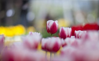 Картинка розово-белые, весна, тюльпаны, много