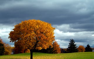 Картинка осень, небо, газон, дерево