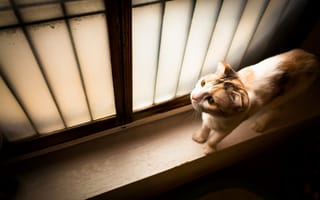 Картинка окно, кошка, дом