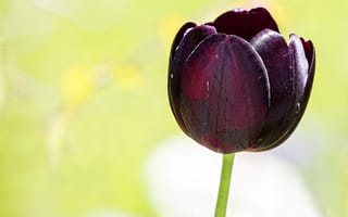 Картинка тюльпан, лиловый