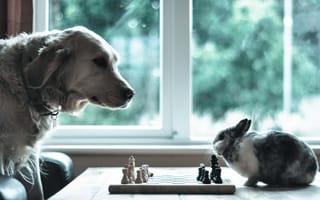 Картинка собака, настроение, кролик, шахматы