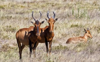 Картинка антилопы, сухая, саванна, трава, семейство