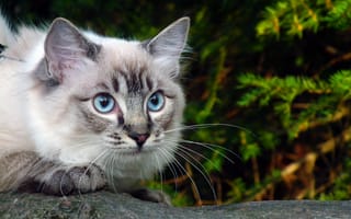 Картинка кошка, голубые, глаза, зелень, ветка