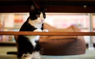 Картинка кот, черно-белый, перекладина, внимание, дом