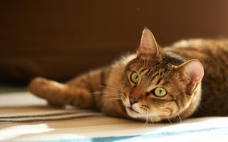 Картинка кот, дом, лежа, полосатый, внимание