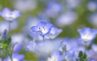 Обои flower, blue, macro
