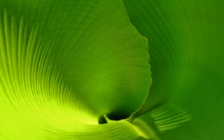 Картинка пальмовый лист, leaf, лист, скрученный лист, banana leaf, лист банана, зеленый лист, тропики