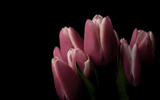Картинка природа, тюльпаны
