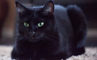 Картинка кот, кошка, глаза, черный, шерсть