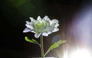 Картинка цветок, хризантэма, макро, белый, лето, ваза