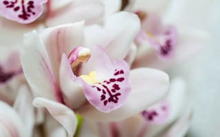 Картинка цветы, орхидеи, лепестки, белые