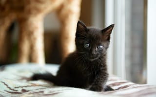 Картинка котенок, окно, дом, кошка, черный