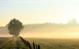 Картинка просёлочная, туман, роса, густой, забор, трава, дорога, деревья, поле, стелется, утро