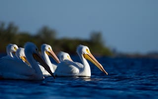 Картинка природа, пеликаны, птицы