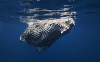 Картинка природа, кит, море
