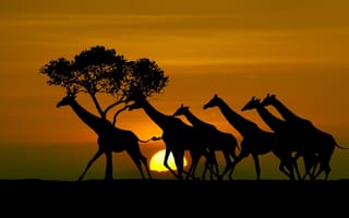 Обои солнце, Tanzania, силуэты, жирафы