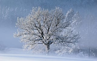 Обои зима, дерево, снег, природа
