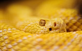 Картинка змея, желтая, глаз, размытость, смотрит