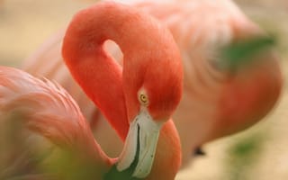 Картинка фламинго, птица, клюв, розовый