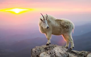 Картинка goat, козёл, mountain, sunrise
