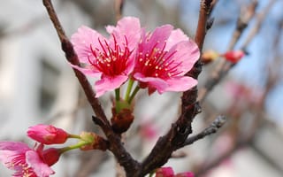Картинка Japan, spring, вишня, макро, park, весна, красота, Япония, розовые лепестки, sakura, cherry blossom, парк, нежность, ветки, pink, цветы, flowers, цветущая сакура