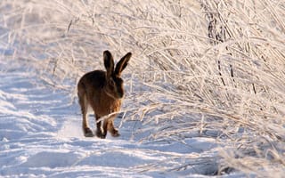 Картинка заяц, природа, зима