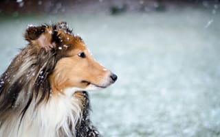 Картинка собака, снег, друг