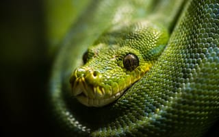 Картинка макро, green snake