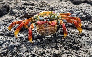 Картинка stones, crab, pose