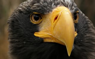 Картинка black, Bird, head