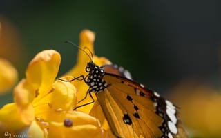 Картинка цветок, окрас, макро, природа, насекомое, бабочка