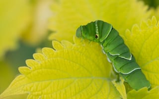 Обои природа, лист, Caterpillar
