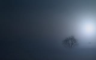 Картинка поле, туман, дерево, ночь