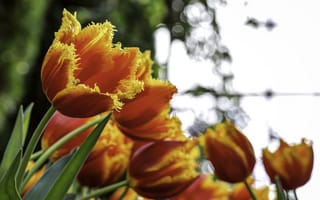 Картинка оранжевые, цветы, лепестки, тюльпаны