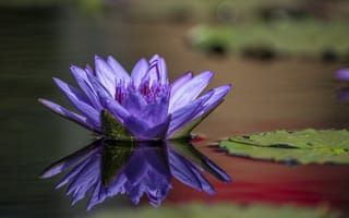 Картинка лепесток, водяная лилия, озеро