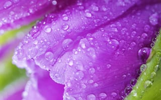 Картинка Tulips, красота, water, макро, роса, яркие, beauty, сиреневые, лепестки, тюльпаны, фиолетовые, капли, macro, flowers, violet, цветы, bright, drops