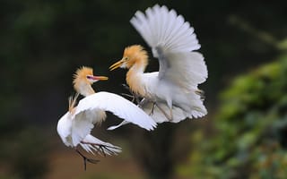 Картинка птицы, перья, танец, крылья