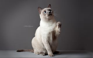 Обои тайский кот, тайская кошка, кот, глаза, кошка, серые кошки, кошки, серый