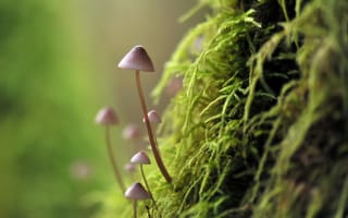 Картинка грибы, макро, мох, природа