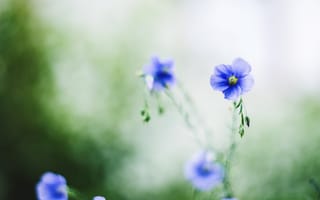 Картинка лепестки, цветы, синие