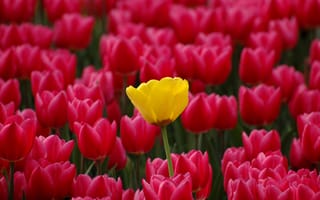 Обои тюльпаны, цветы, весна, лепестки, бутоны, природа