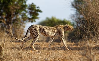 Обои кошка, гепард, природа, Cheetah