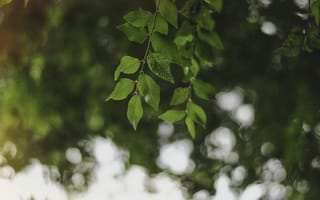 Картинка листья, дерево, зеленые, ветка