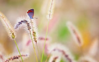 Картинка бабочка, лето, природа
