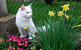 Картинка кошка, кот, животные, цветы