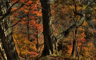 Картинка осень, склон, деревья, лес
