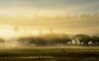 Картинка природа, пейзаж, утро, туман